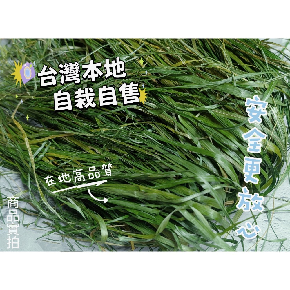 台灣本地種植 黑麥草 烘乾黑麥草 鮮綠黑麥草 低溫烘乾 葉多梗細 香氣撲鼻 天然牧草 健康營養牧草 兔子 天竺鼠 龍貓-細節圖2