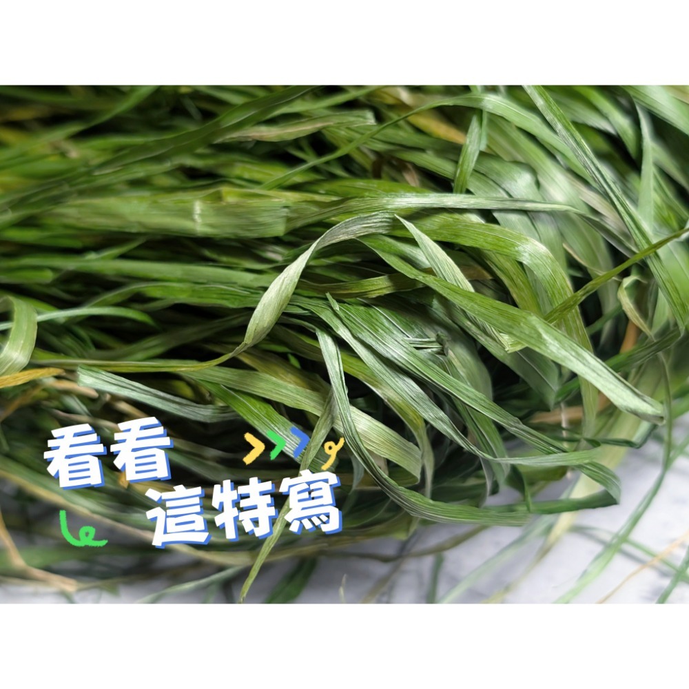 台灣本地種植 黑麥草 烘乾黑麥草 鮮綠黑麥草 低溫烘乾 葉多梗細 香氣撲鼻 天然牧草 健康營養牧草 兔子 天竺鼠 龍貓-細節圖3