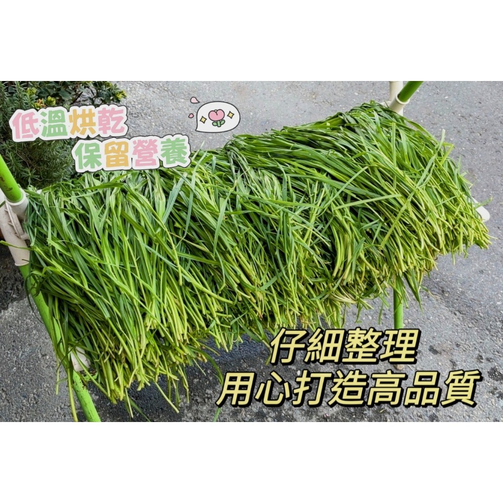 台灣本地種植 黑麥草 烘乾黑麥草 鮮綠黑麥草 低溫烘乾 葉多梗細 香氣撲鼻 天然牧草 健康營養牧草 兔子 天竺鼠 龍貓-細節圖4