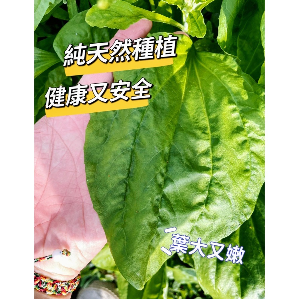 烘乾車前草 保健草 安全無毒 在地種植 新鮮現摘現烘 營養健康 兔子 天竺鼠 烏龜 龍貓-細節圖2
