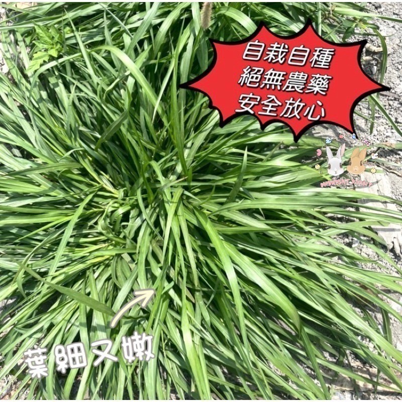 新鮮狼尾草6號 狼尾草台畜六號 自栽新鮮安全 現栽現出 最新為鼠兔研發品種 葉嫩小巧 天竺鼠 兔 龍貓 陸龜-細節圖2