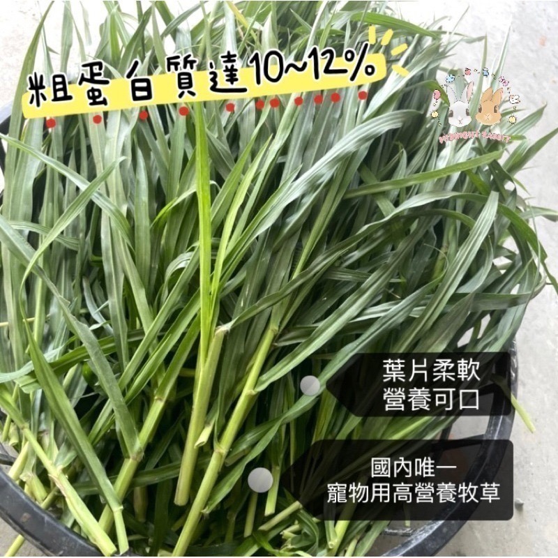 新鮮狼尾草6號 狼尾草台畜六號 自栽新鮮安全 現栽現出 最新為鼠兔研發品種 葉嫩小巧 天竺鼠 兔 龍貓 陸龜-細節圖3