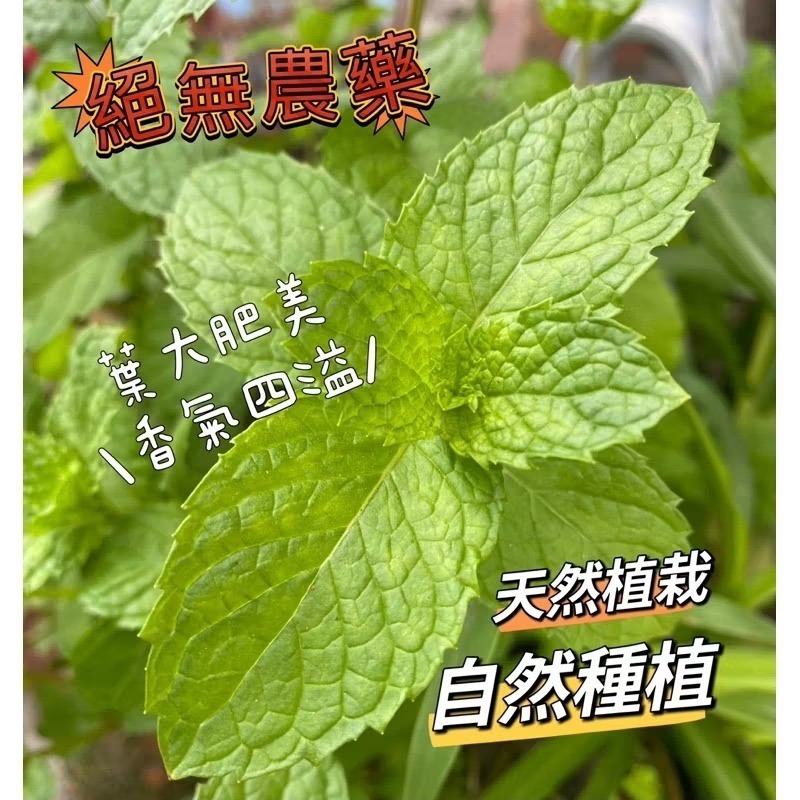 乾燥薄荷葉 營養保健草 無農藥 自栽自種 低溫乾燥 香酥美味 兔子 天竺鼠-細節圖3