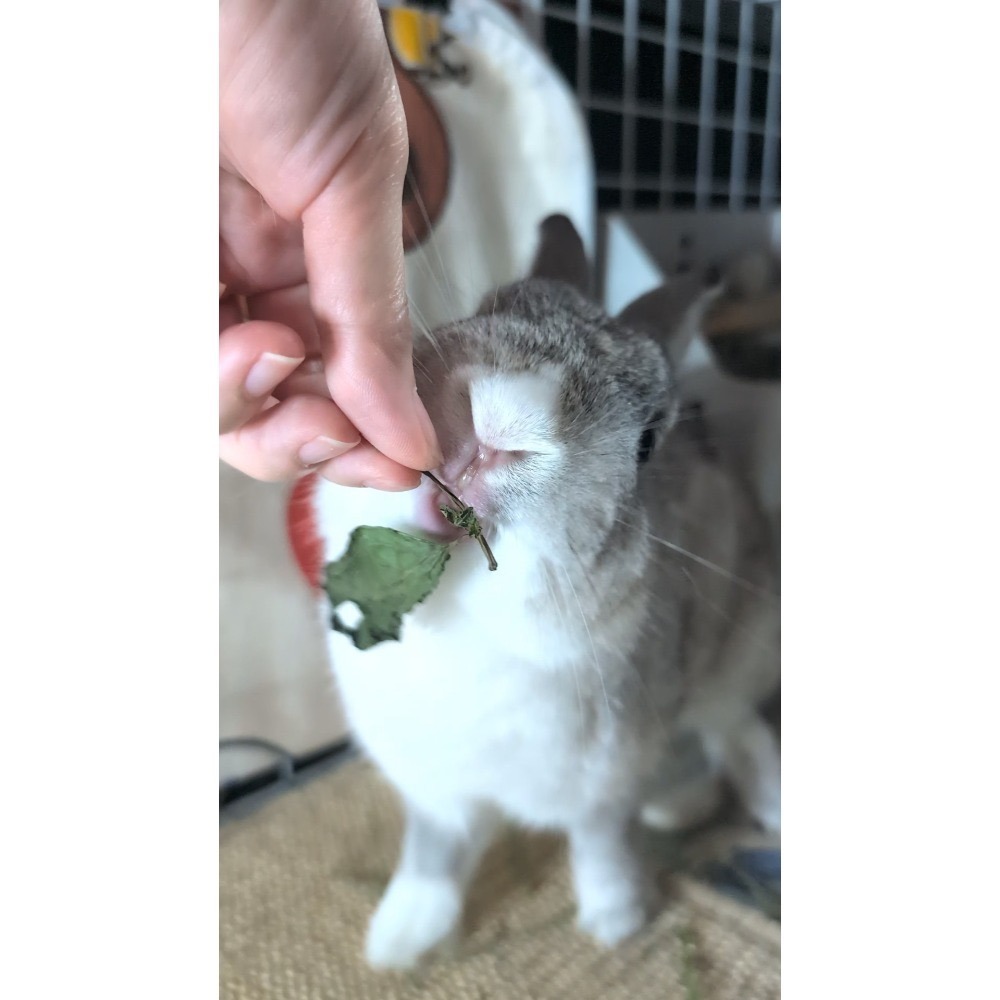 乾燥薄荷葉 營養保健草 無農藥 自栽自種 低溫乾燥 香酥美味 兔子 天竺鼠-細節圖5