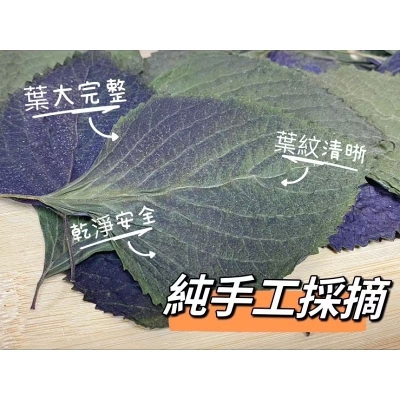 乾燥紫蘇葉 保健草 天然栽種 手工採收 無農藥 低溫乾燥 紅紫蘇 兔子 天竺鼠-細節圖2