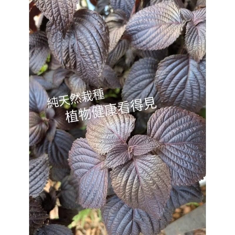 乾燥紫蘇葉 保健草 天然栽種 手工採收 無農藥 低溫乾燥 紅紫蘇 兔子 天竺鼠-細節圖3