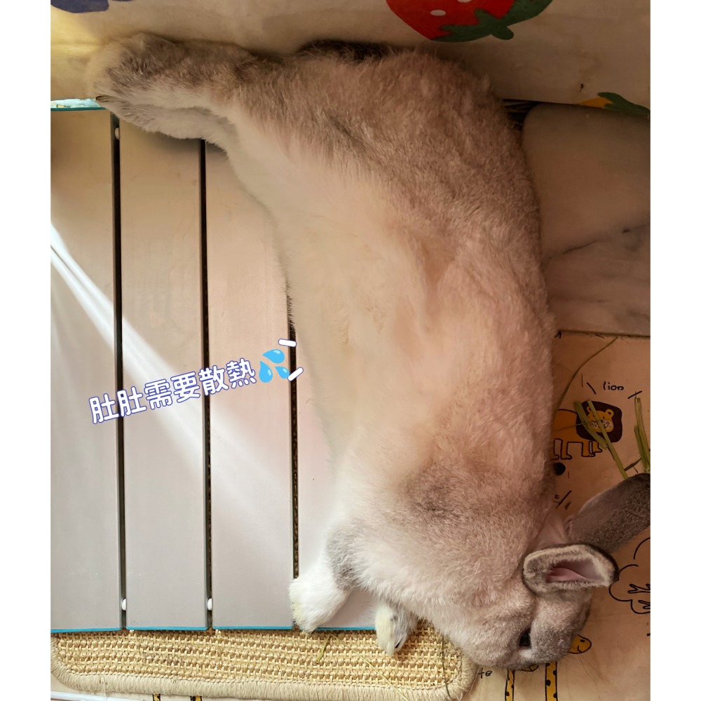 超透氣鋁製涼墊 降溫鋁板 多槽導流降溫鋁板 寵物專用 極涼鋁板 降溫神器 夏日散熱 寵物涼墊 寵物冰墊-細節圖5