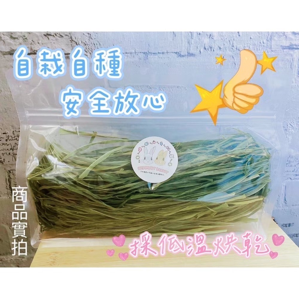 《新品種》低溫烘乾狼尾草6號 狼尾草台畜六號 現栽現烘 最新為鼠兔研發品種 葉嫩小巧 天竺鼠 兔 龍貓 陸龜-細節圖3