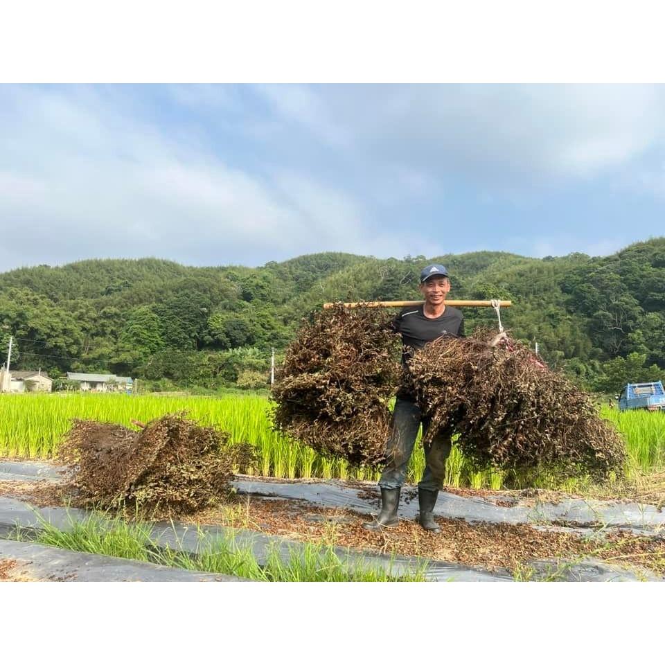 有機仙草乾 【續緣自然農場】： 100g/包-細節圖3