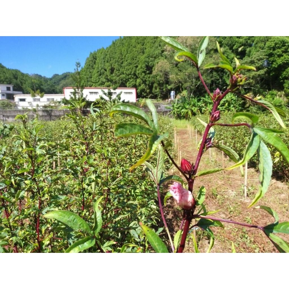 洛神黑麥汁【ST有善田園】：330ml/罐-細節圖5