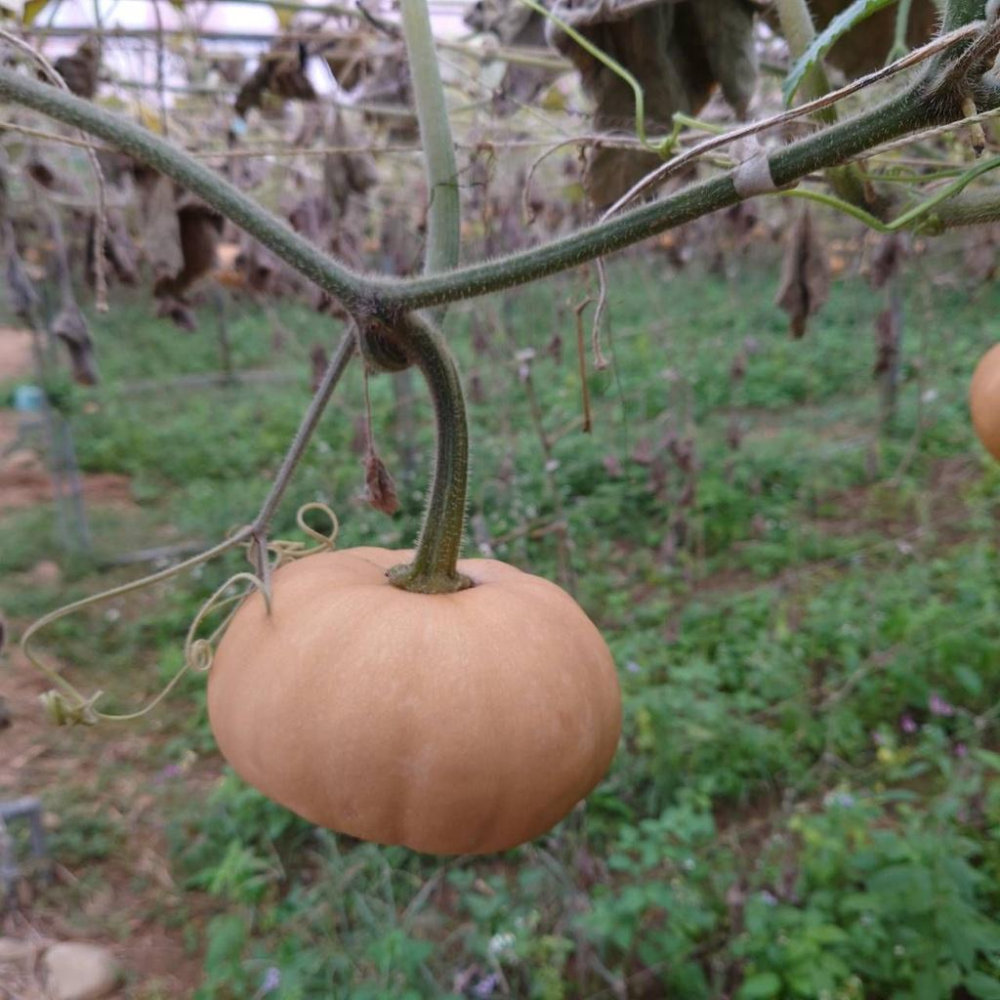 有機香島南瓜【昀澤農場】：約1200g/顆-細節圖7