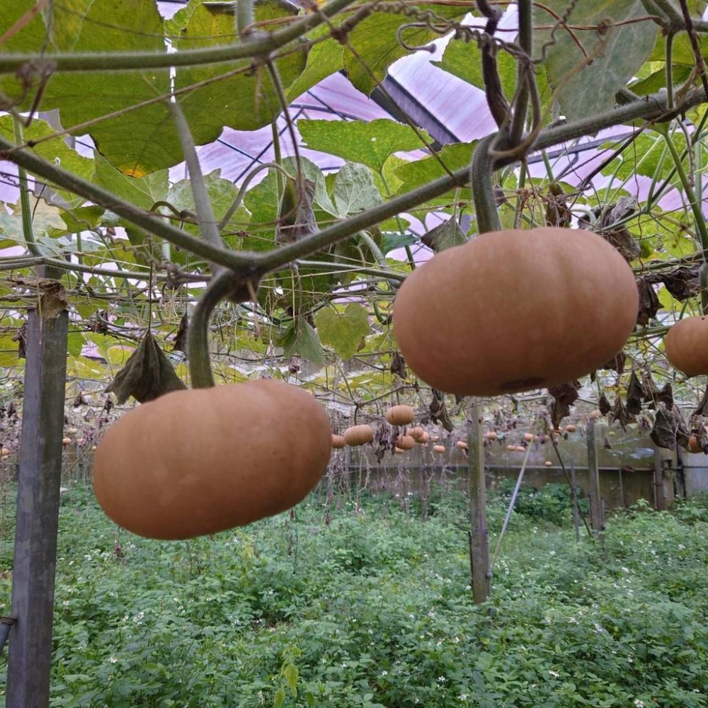 有機香島南瓜【昀澤農場】：約1200g/顆-細節圖9