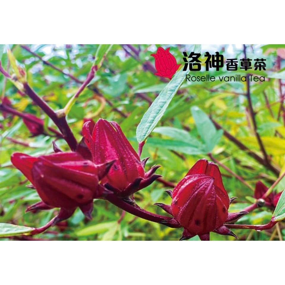 洛神香草茶(全素)【淺草堂】：350ml/瓶-細節圖4