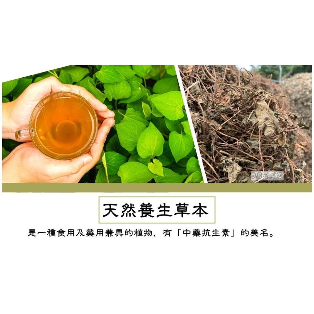 魚腥草茶包【關西鎮農會】：3g*25包 / 盒-細節圖2