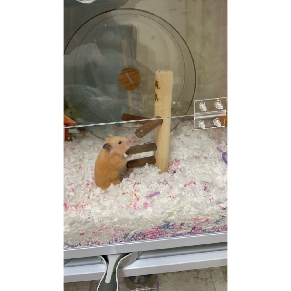 （木製爬梯平台、造景、玩具）木製-細節圖10