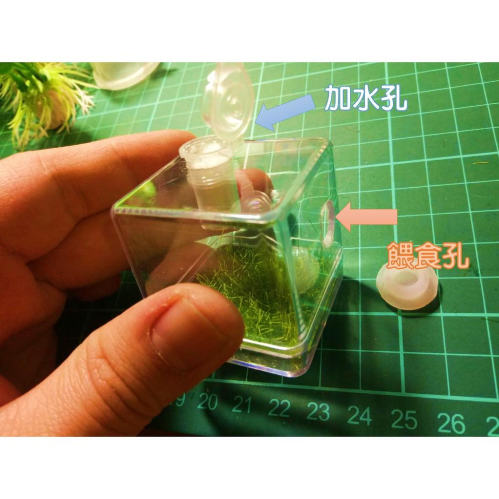 有現貨 跳蛛盒子 時尚跳蛛專用飼養盒-細節圖2