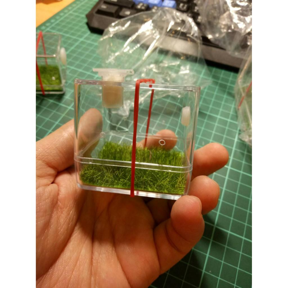 有現貨 跳蛛盒子 時尚跳蛛專用飼養盒-細節圖3