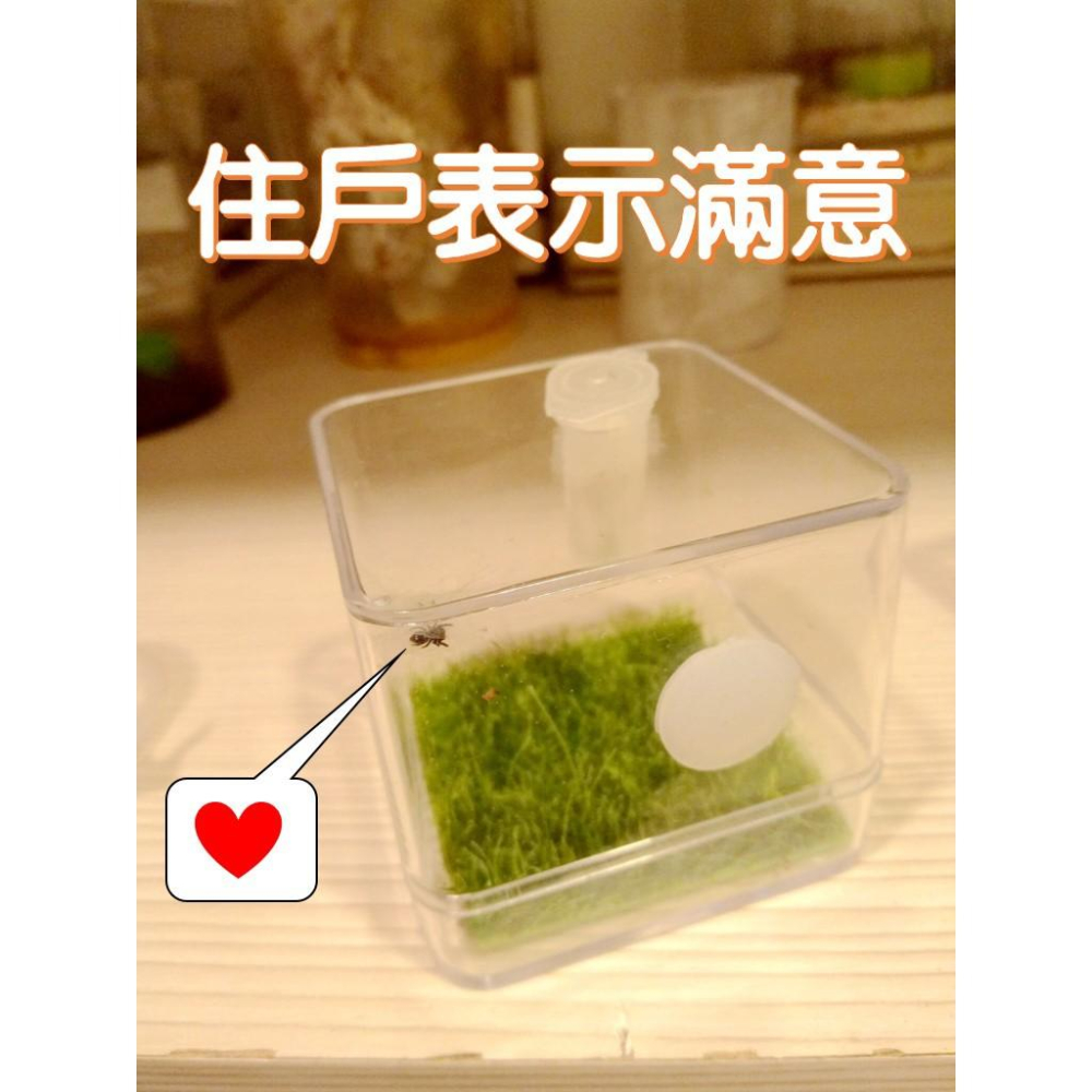 有現貨 跳蛛盒子 時尚跳蛛專用飼養盒-細節圖4