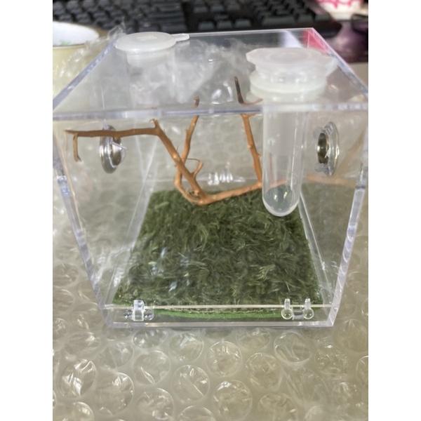 有現貨 跳蛛盒子 時尚跳蛛專用飼養盒-細節圖6