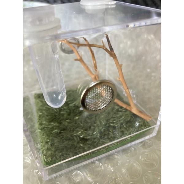 有現貨 跳蛛盒子 時尚跳蛛專用飼養盒-細節圖7