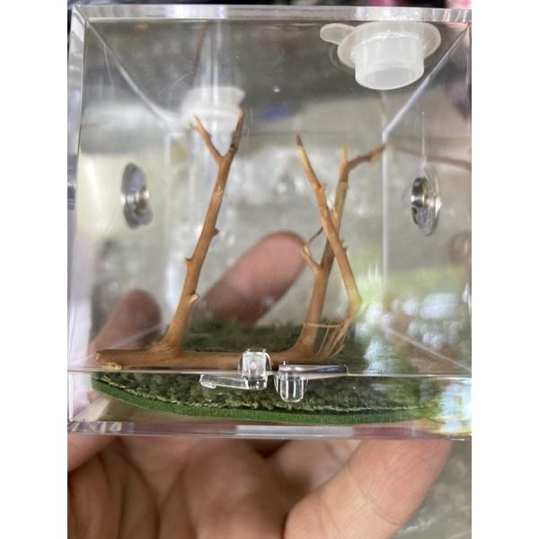 有現貨 跳蛛盒子 時尚跳蛛專用飼養盒-細節圖8