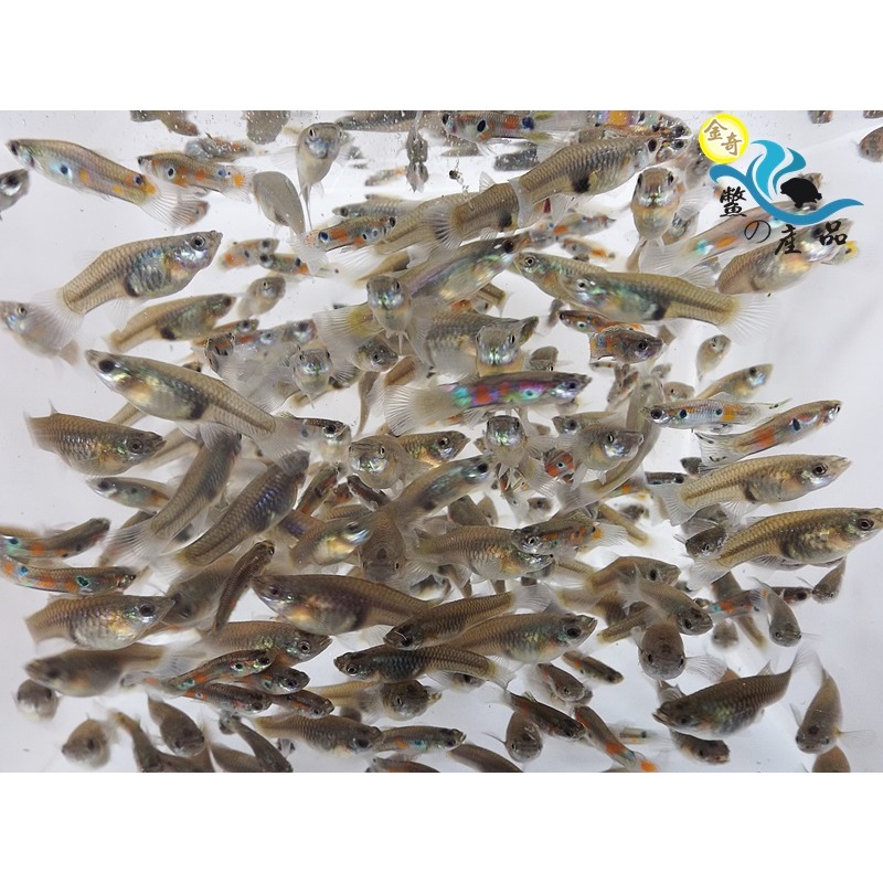 大肚魚 孔雀魚 消滅水中孑孓蚊蟲必備品 龍蝦餌料 最少100隻出貨 【現貨供應】消滅水中孑孓蚊蟲必備品-細節圖2