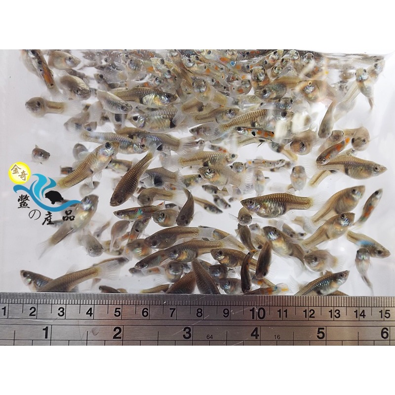 大肚魚 孔雀魚 消滅水中孑孓蚊蟲必備品 龍蝦餌料 最少100隻出貨 【現貨供應】消滅水中孑孓蚊蟲必備品-細節圖3