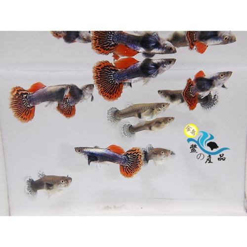 高級活餌 大耳馬賽克孔雀魚 (一對) 純品系孔雀魚專區