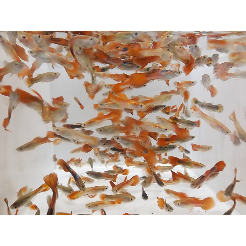 高級活餌 無品系紅孔雀魚 消滅水中孑孓蚊蟲最佳夥伴 易飼養 人工繁殖 龍魚飼料-細節圖2