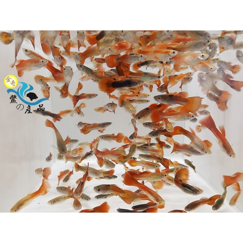 高級活餌 無品系紅孔雀魚 消滅水中孑孓蚊蟲最佳夥伴 易飼養 人工繁殖 龍魚飼料-細節圖3