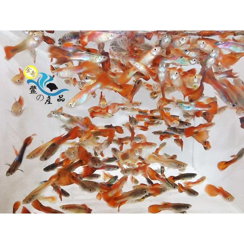 高級活餌 無品系紅孔雀魚 消滅水中孑孓蚊蟲最佳夥伴 易飼養 人工繁殖 龍魚飼料-細節圖4