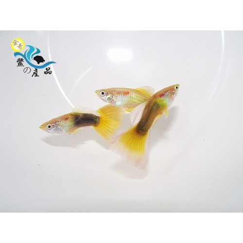 純品系 黃尾禮服孔雀魚 (一對) 純品系孔雀魚專區 活體宅配 戶外飼養