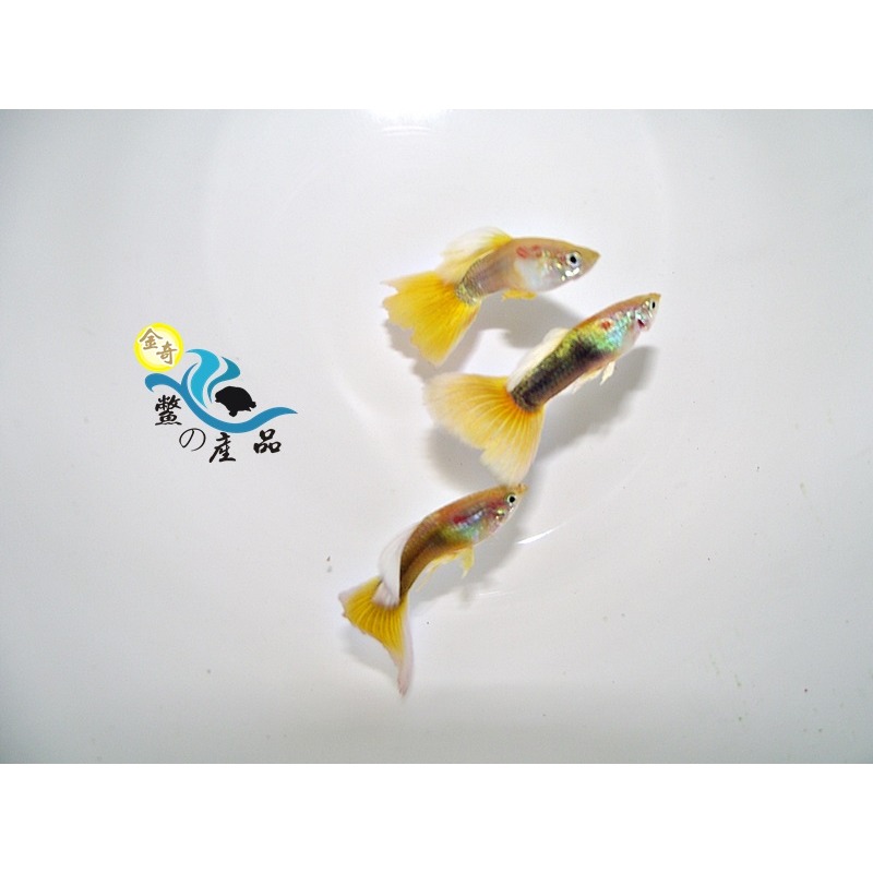 純品系 黃尾禮服孔雀魚 (一對) 純品系孔雀魚專區 活體宅配 戶外飼養-細節圖3