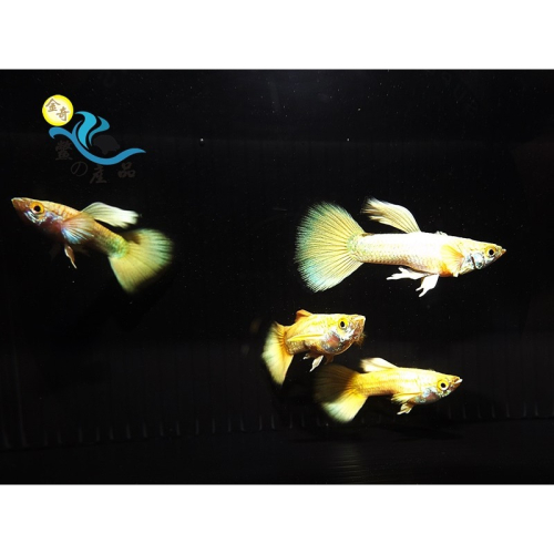 純品系 黃金甲孔雀魚 (一對) 純品系孔雀魚專區 活體宅配 戶外飼養