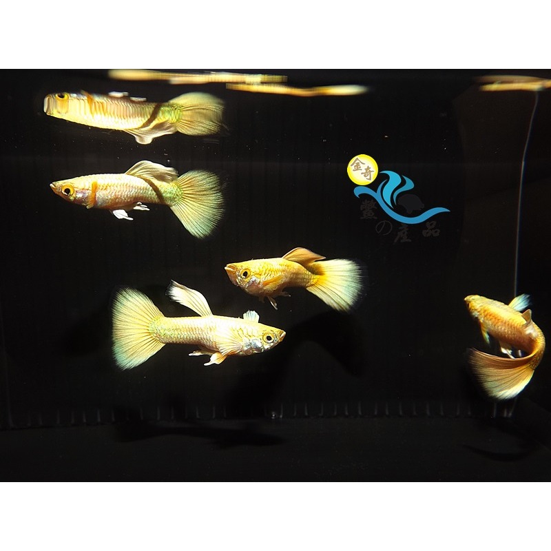 純品系 黃金甲孔雀魚 (一對) 純品系孔雀魚專區 活體宅配 戶外飼養-細節圖3