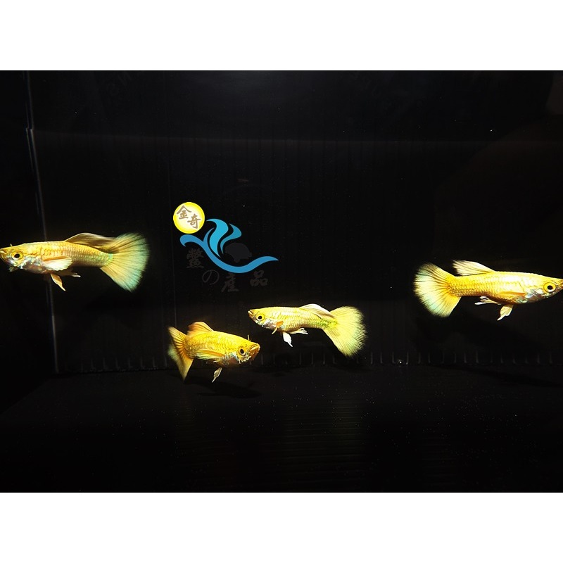 純品系 黃金甲孔雀魚 (一對) 純品系孔雀魚專區 活體宅配 戶外飼養-細節圖4