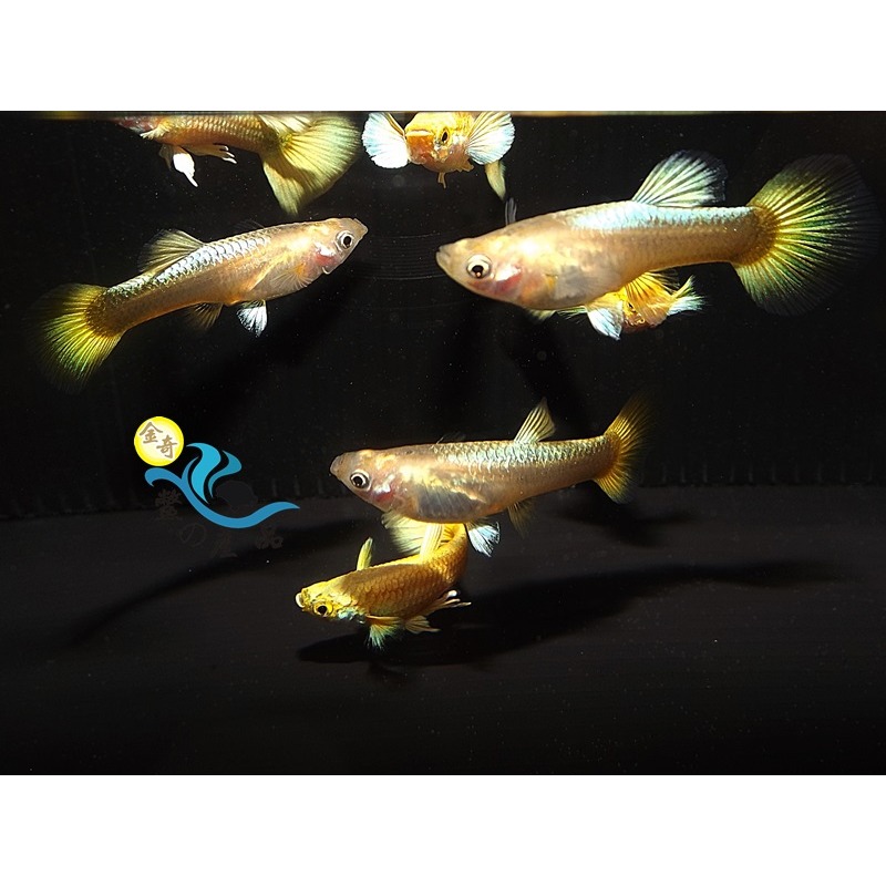 純品系 黃金甲孔雀魚 (一對) 純品系孔雀魚專區 活體宅配 戶外飼養-細節圖5