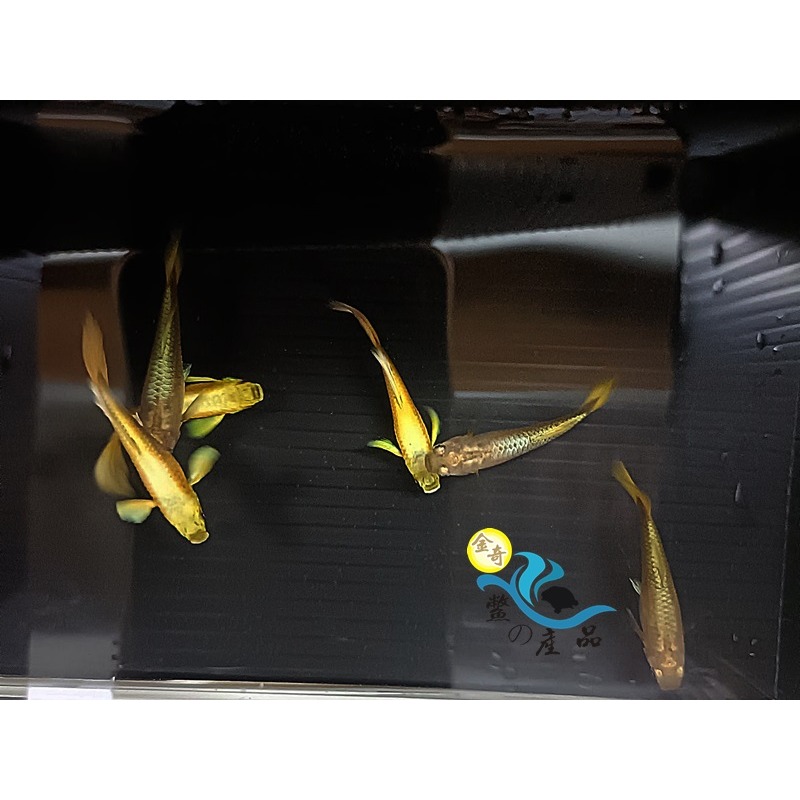 純品系 黃金甲孔雀魚 (一對) 純品系孔雀魚專區 活體宅配 戶外飼養-細節圖6