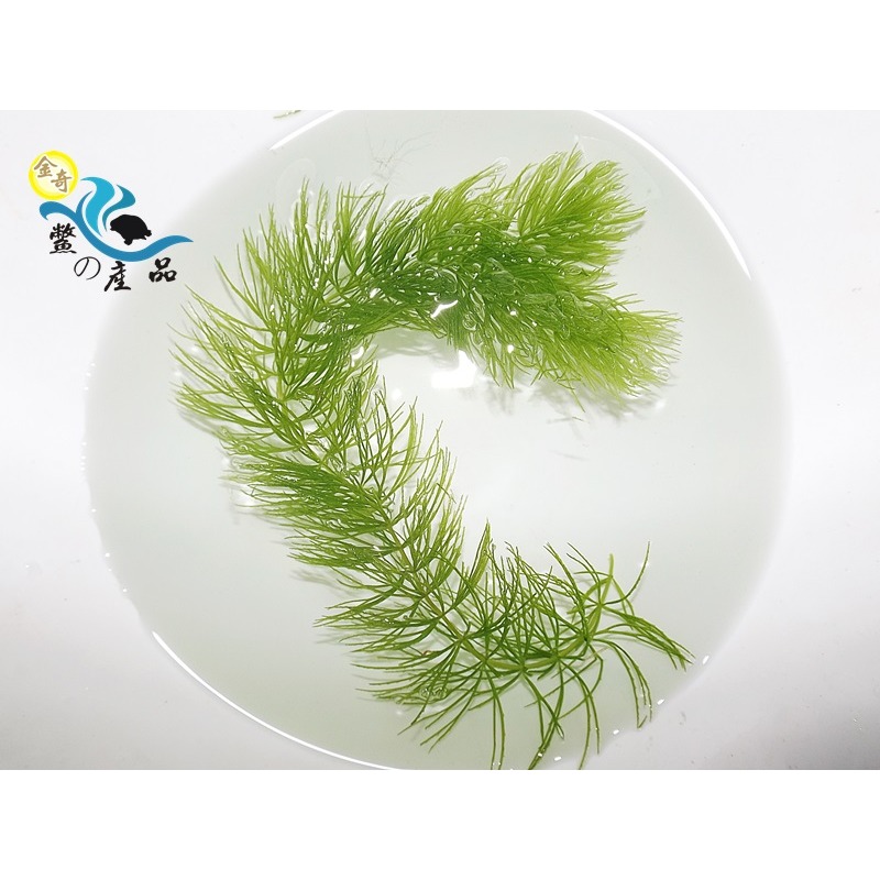 金魚草 金魚藻 水草 好種植 免用co2 一公克2元 飼料 小魚小蝦躲藏 乾淨無雜質無雜螺等生物-細節圖2