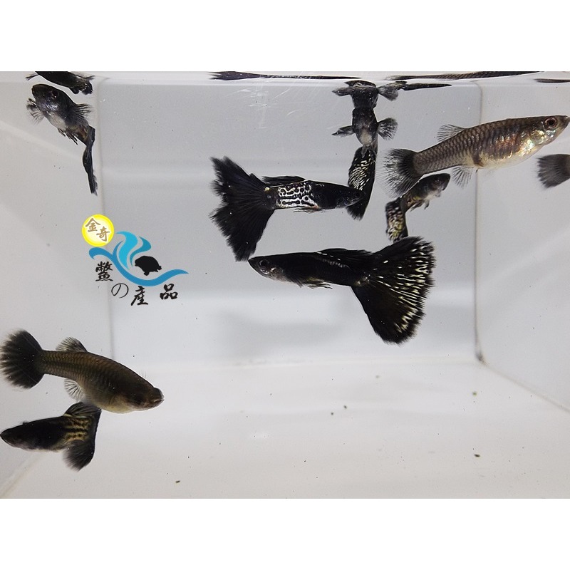 純品系 黑蛇王孔雀魚 (一對) 純品系孔雀魚專區 活體宅配 戶外飼養-細節圖2