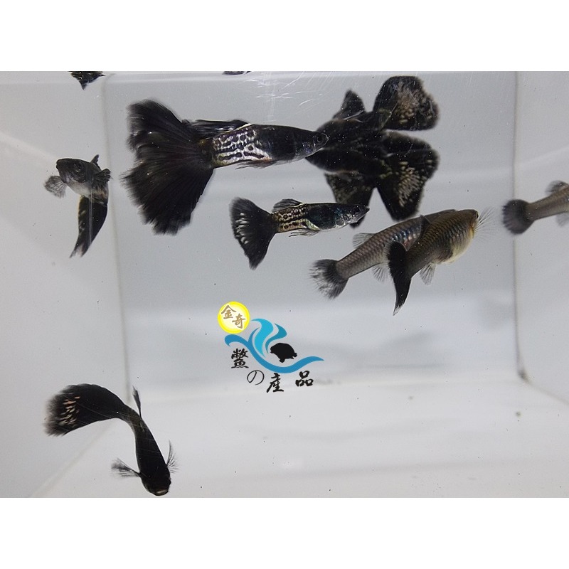 純品系 黑蛇王孔雀魚 (一對) 純品系孔雀魚專區 活體宅配 戶外飼養-細節圖3