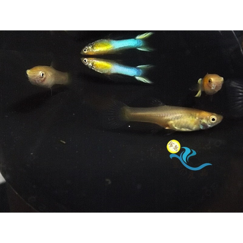 純品系 日本藍雙劍孔雀魚 (一對) 純品系孔雀魚專區 活體宅配 戶外飼養