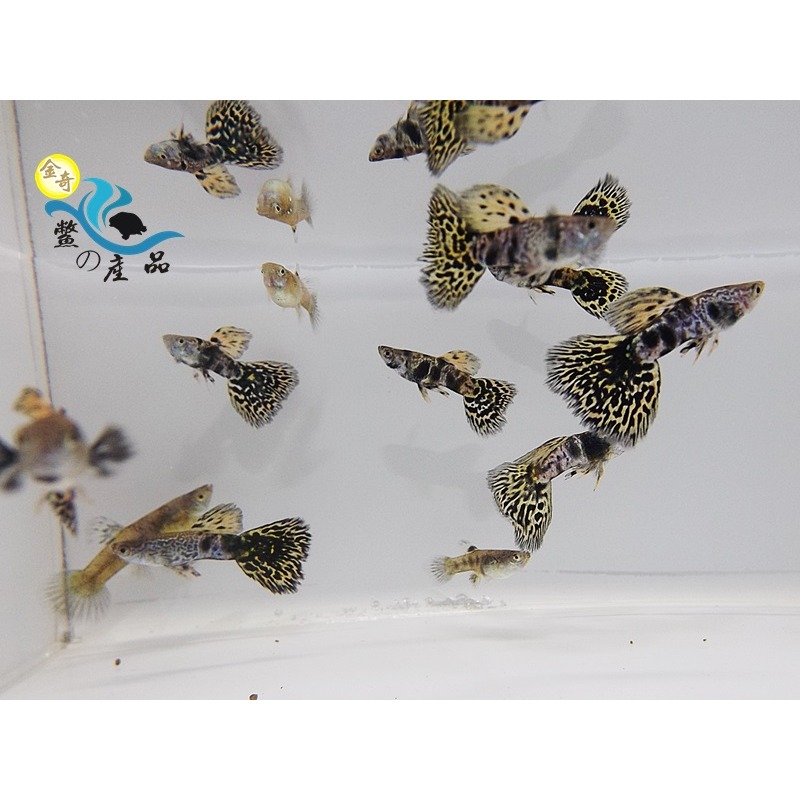 純品系 鯊魚背黃老虎孔雀魚 (一對) 純品系孔雀魚專區 活體宅配 戶外飼養-細節圖2