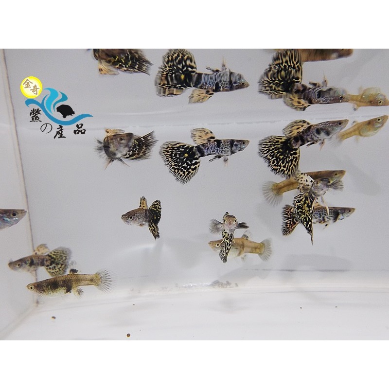 純品系 鯊魚背黃老虎孔雀魚 (一對) 純品系孔雀魚專區 活體宅配 戶外飼養-細節圖4