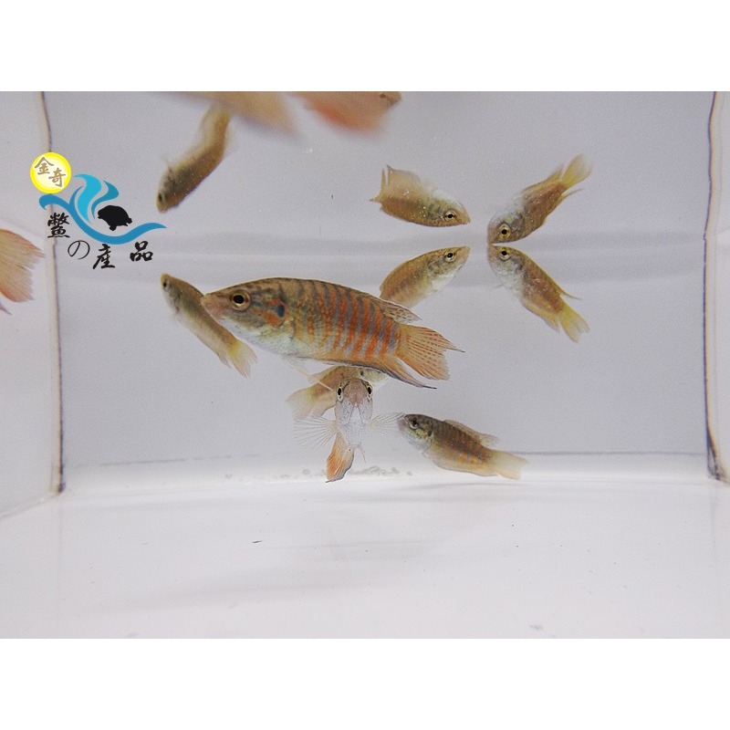 台灣原生種鬥魚 蓋斑鬥魚 免打氣 易飼養 全台活體宅配到府-細節圖2