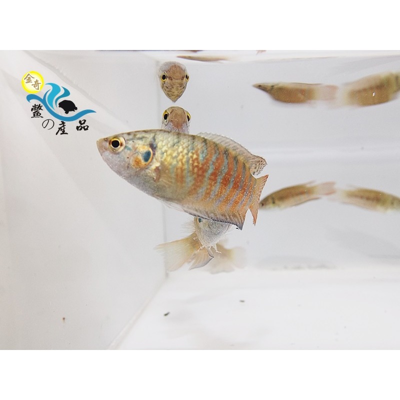 台灣原生種鬥魚 蓋斑鬥魚 免打氣 易飼養 全台活體宅配到府-細節圖5