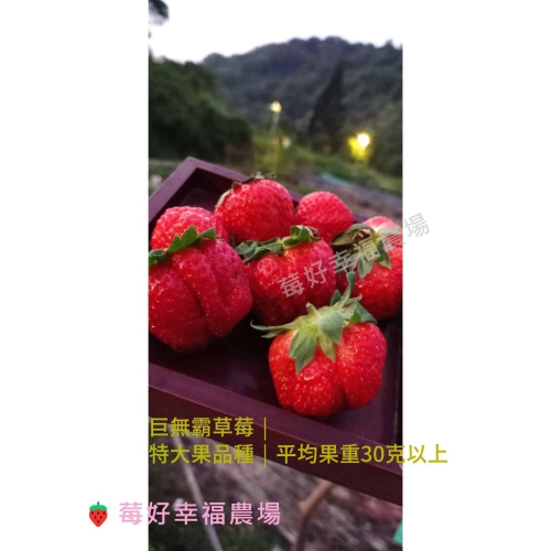 🍓莓好幸福農場🍓巨無霸草莓苗 2.5寸軟盆