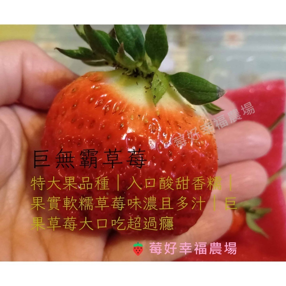 🍓莓好幸福農場🍓巨無霸草莓苗 2.5寸軟盆-細節圖2