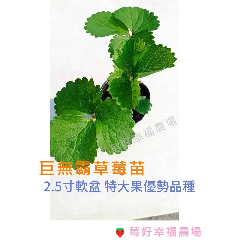🍓莓好幸福農場🍓巨無霸草莓苗 2.5寸軟盆-細節圖3