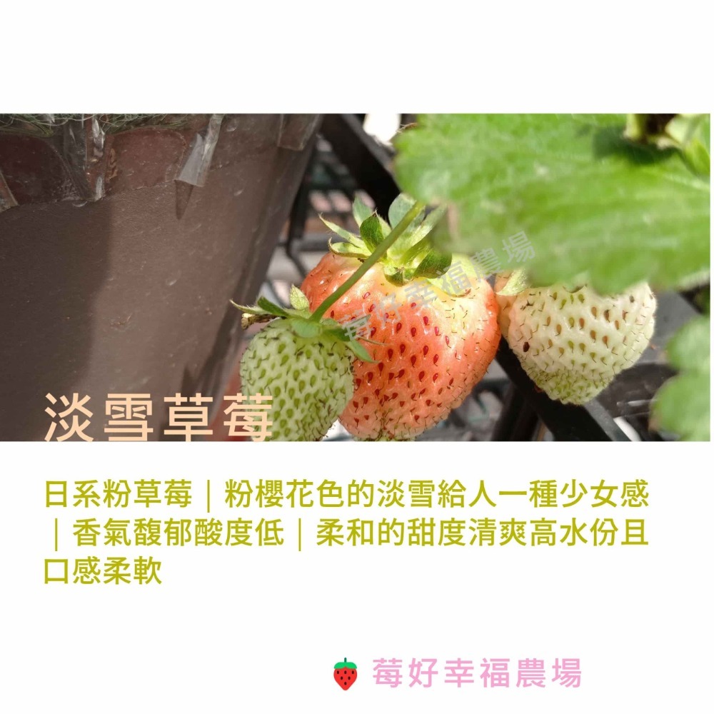 淡雪草莓苗 日系粉草莓品種🍓莓好幸福農場🍓日系淡雪草莓苗 3寸方盆-細節圖2